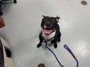 A385192 -  Pit Bull Terrier and Mixed Breed Dog for Adoption in Ocala, Florida - A385192 | PetCurious