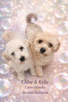 Maltipoo Dogs Available for Adoption - CHLOE & KYLIE  – 2 YEAR FEMALE MALTIPOOS BONDED SISTERS - 13 POU | PetCurious