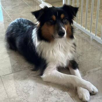 Australian Shepherd Dogs Available for Adoption in Los Angeles, California - Hadow | PetCurious