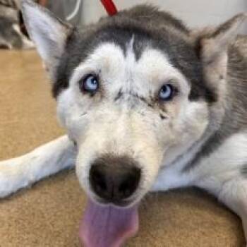 Scarface -  Husky Dog for Adoption in Brenham, Texas - Scarface | PetCurious