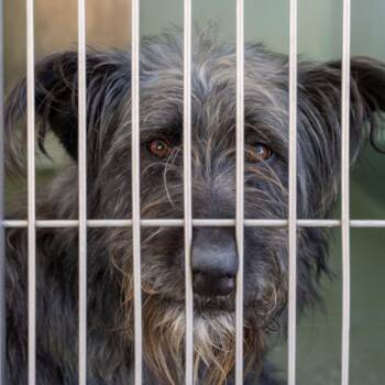 Scottish Deerhound Dogs Available for Adoption - SCOTT | PetCurious