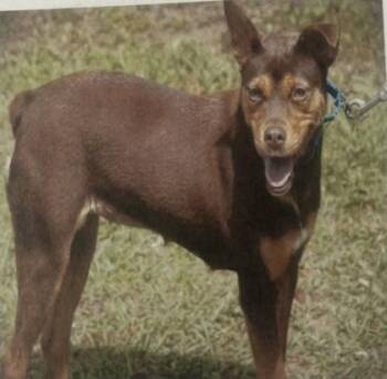 Lil Minnie - 2 -  Australian Kelpie and Mixed Breed Dog for Adoption in Daytona Beach, Florida - Lil Minnie - 2 | PetCurious