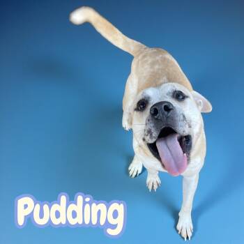 Catahoula Leopard Dog and Cattle Dog Dogs Available for Adoption - Pudding | PetCurious