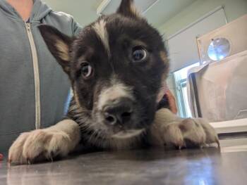 VALENTINA* -  German Shepherd Dog and Siberian Husky Dog for Adoption in Santa Cruz, California - VALENTINA* | PetCurious