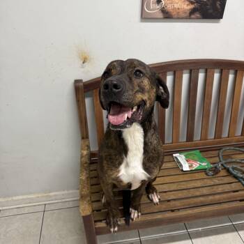 Rescue Plott Hound Dogs for Adoption in Hendersonville, Tennessee - Ryder | PetCurious