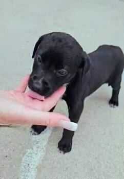 Labrador Retriever and Mixed Breed Dogs Available for Adoption in Evergreen, Colorado - Lady | PetCurious