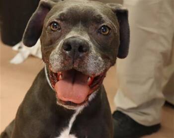 Rescue Mixed Breed Dogs for Adoption in Columbia, South Carolina - SUSHI | PetCurious