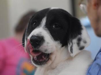 Rescue Labrador Retriever and Great Pyrenees Dogs for Adoption in Portland, Oregon - Wilson | PetCurious