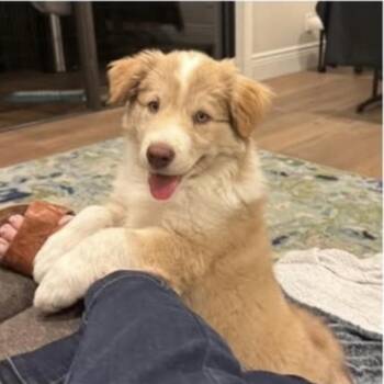 Australian Shepherd Dogs Available for Adoption in Larkfield-wikiup, California - Ziggy | PetCurious