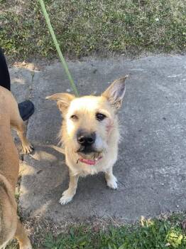 Rescue Cairn Terrier and Mixed Breed Dogs for Adoption in Indianapolis, Indiana - CHICA | PetCurious