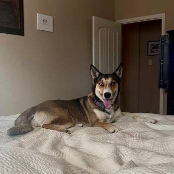 German Shepherd Dog Dogs Available for Adoption in Pflugerville, Texas - Icy | PetCurious