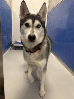 Nova -  Siberian Husky Dog for Adoption in New Kensington, Pennsylvania - Nova | PetCurious