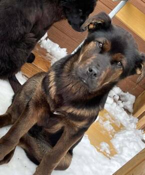 Labrador Retriever and Shepherd Dogs Available for Adoption in Calgary, Alberta - Grizz | PetCurious