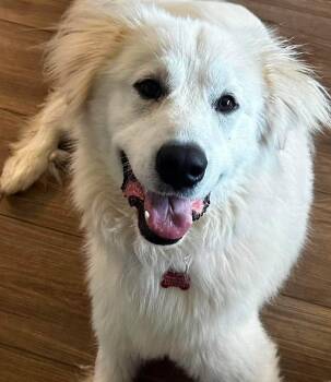 Behrett -  Great Pyrenees Dog for Adoption in Kiowa, Oklahoma - Behrett | PetCurious
