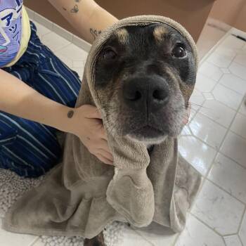 Rottweiler and Pit Bull Terrier Dogs Available for Adoption in Avon, Ohio - Henny | PetCurious