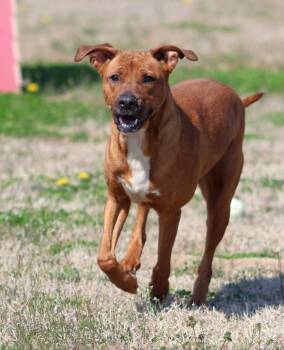 NINA -  Labrador Retriever and Mixed Breed Dog for Adoption in Grovetown, Georgia - NINA | PetCurious