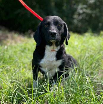 260498  Skye -  Basset Hound and Beagle Dog for Adoption in Wetumpka, Alabama - 260498  Skye | PetCurious