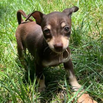 Ramona -  Terrier Dog for Adoption in Olathe, Kansas - Ramona | PetCurious