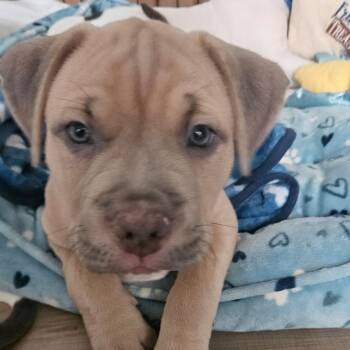 American Staffordshire Terrier Dogs Available for Adoption in Houston, Texas - Prince Charming | PetCurious