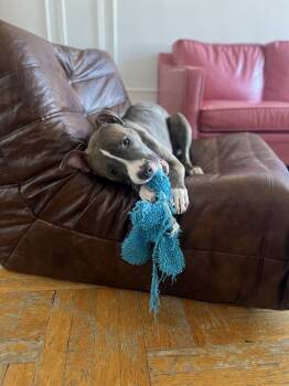 Rescue Pit Bull Terrier Dogs for Adoption - Princess | PetCurious