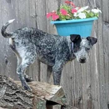 Australian Cattle Dog Blue Heeler Dogs Available for Adoption in Austin, Texas - Jewel | PetCurious