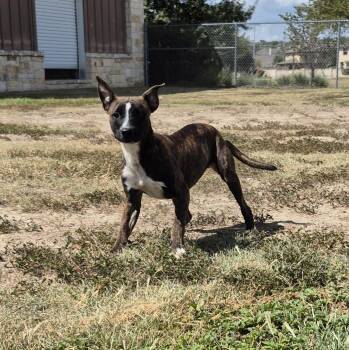 Rescue Mixed Breed Dogs for Adoption in Schertz, Texas - Baby | PetCurious