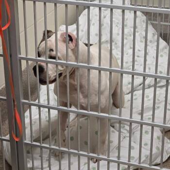 Angel -  English Bulldog and Mixed Breed Dog for Adoption in Titusville, Florida - Angel | PetCurious