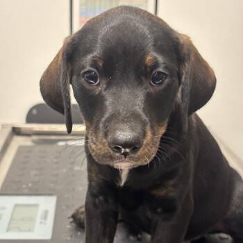 Quilty (BLU) -  Catahoula Leopard Dog and Mixed Breed Dog for Adoption in League City, Texas - Quilty (BLU) | PetCurious
