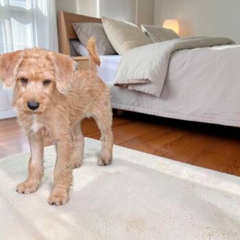 Mou -  Poodle and Irish Terrier Dog for Adoption in San Diego, California - Mou | PetCurious