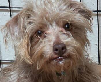 Silky Terrier Dogs Available for Adoption - HOLLY | PetCurious