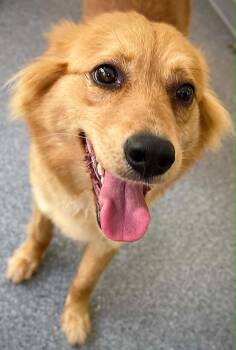 Shepherd Dogs Available for Adoption in Covington, Virginia - Ivy | PetCurious