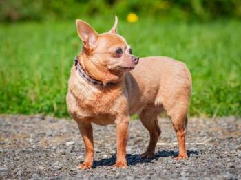 Gia -  Chihuahua Dog for Adoption in Pointe-fortune, Quebec - Gia | PetCurious