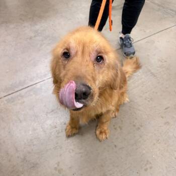 Golden Retriever and Mixed Breed Dogs Available for Adoption in Spokane, Washington - Charlie | PetCurious