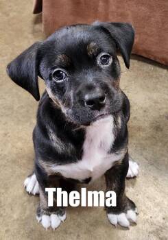 Thelma -  Shepherd Dog for Adoption in Irwin, Pennsylvania - Thelma | PetCurious