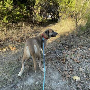 Rescue Shepherd and Mixed Breed Dogs for Adoption in Kyle, Texas - LOVELAND | PetCurious