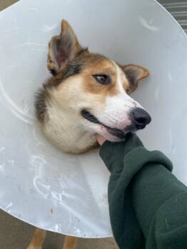 Mixed Breed Dogs Available for Adoption in Memphis, Tennessee - Sadie | PetCurious