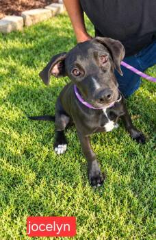 Joceyln -  Labrador Retriever Dog for Adoption in Fort Worth, Texas - Joceyln | PetCurious