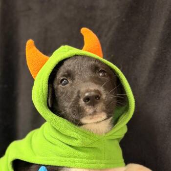 Panda -  Shepherd and Mixed Breed Dog for Adoption in San Antonio, Texas - Panda | PetCurious