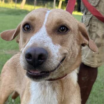 Bailey - Local July 10-12 -  Labrador Retriever Dog for Adoption in Brookshire, Texas - Bailey - Local July 10-12 | PetCurious