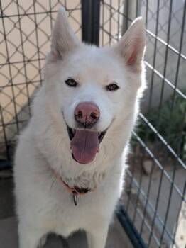 Tuna -  Siberian Husky and Mixed Breed Dog Available for Adoption in Divide, Colorado - Tuna | PetCurious