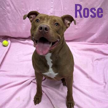 Rose -  Pit Bull Terrier Dog for Adoption in Pleasantville, New Jersey - Rose | PetCurious