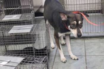 Rescue Shepherd and Mixed Breed Dogs for Adoption in Weatherford, Texas - Remmington | PetCurious