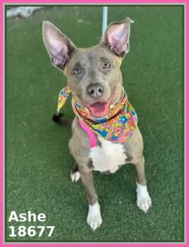 Pit Bull Terrier and Hound Dogs Available for Adoption in Marietta, Georgia - ASHE | PetCurious