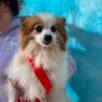 Philly -  Pomeranian Dog for Adoption in Campton Hills, Illinois - Philly | PetCurious
