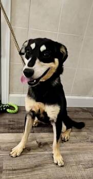 Rescue Mixed Breed Dogs for Adoption in Hoopeston, Illinois - Emily | PetCurious