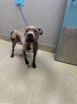 Pit Bull Terrier Dogs Available for Adoption in Las Vegas, Nevada - BROADY | PetCurious