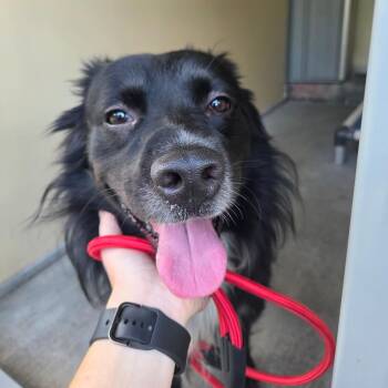 Diaval -  Border Collie and Mixed Breed Dog for Adoption in Binghamton, New York - Diaval | PetCurious