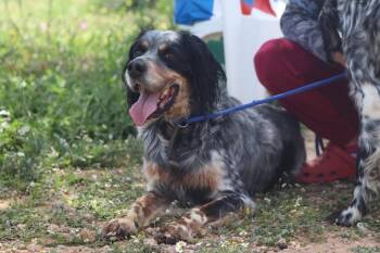 Available for Adoption - Raoul (MI, USA) -  English Setter Dog for Adoption in Chelsea, Michigan - Available For Adoption - Raoul (MI, USA) | PetCurious