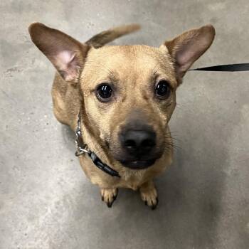 Scrappy -  Chihuahua and Mixed Breed Dog for Adoption in Tampa, Florida - Scrappy | PetCurious