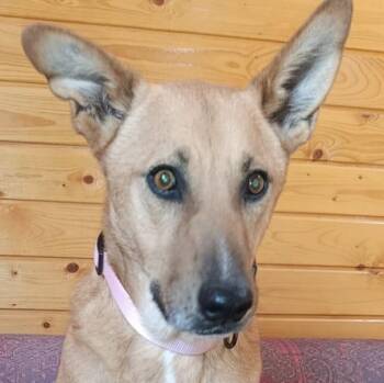 Ms. Lovely Tarcin -  Carolina Dog and German Shepherd Dog Dog for Adoption in Ridgefield, Washington - Ms. Lovely Tarcin | PetCurious
